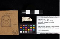 Foto (Objket + Etiketten) von Ambulocapsa altilis (Robin, 2013) 